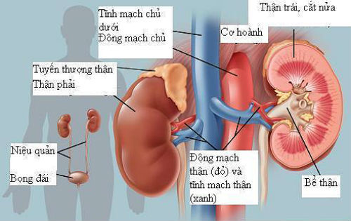 Đừng đối xử 'tệ' với thận!