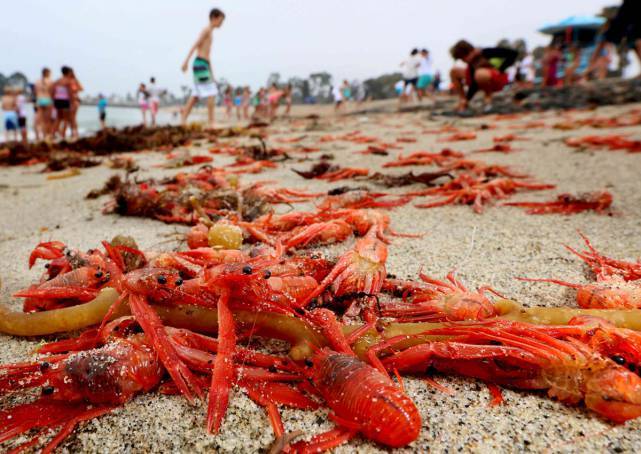 Bãi biển Mỹ đỏ rực vì cua chết rải thảm