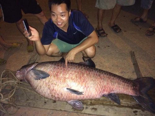 Bắt được 'siêu' cá trắm nặng 61kg