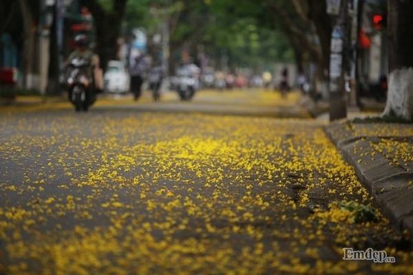 Mải mê ngắm hoa hoàng điệp trải vàng trên con đường xứ Huế
