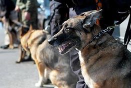 Tiết lộ về đội chó bảo vệ Tổng thống Mỹ công du