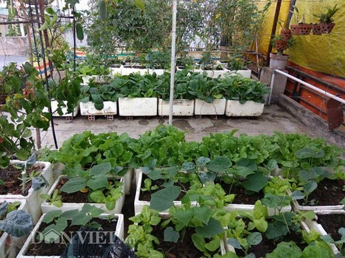 Cô gái 9X trồng rau tốt um như… phun thuốc kích thích