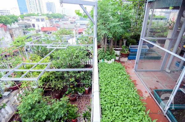Khu vườn 100 m2 xanh mướt trên tầng cao giữa Ba Đình - Hà Nội