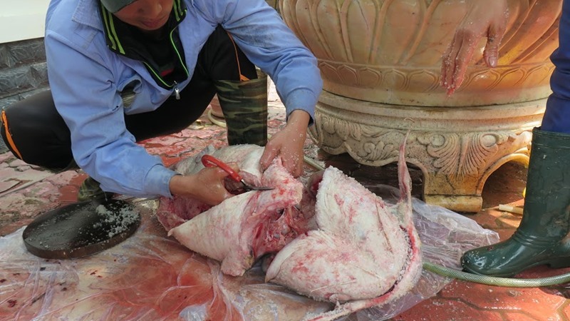 Chuyện chỉ có ở Việt Nam: Săn cá Sách Đỏ phục vụ đại gia