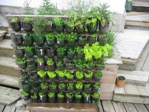 Bí quyết độc trồng cây từ vỏ chai nhựa
