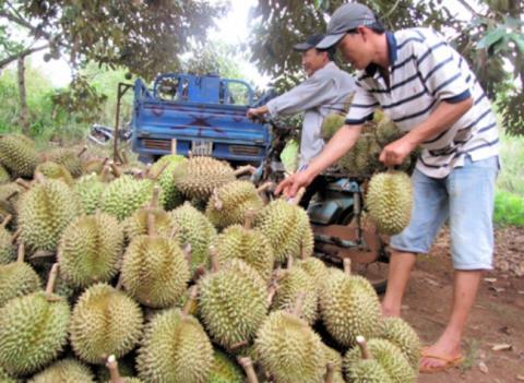 Sầu riêng ép chín siêu tốc bằng hóa chất: Nhìn qua là biết...