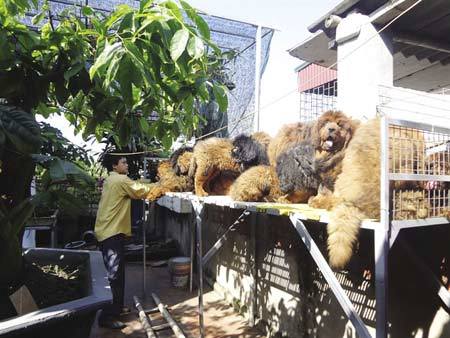 Chó ngao Tây Tạng 500 triệu đắt nhất Sài Thành
