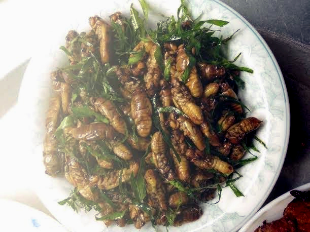 Nhậu ve sầu: Đặc sản mùa hè 500 ngàn/kg