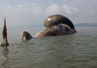 Cá voi khủng chết dạt bờ biển Nghệ An