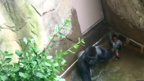 Video sốc: Bé 4 tuổi bị khỉ đột 2 tạ lôi xềnh xệch dưới nước