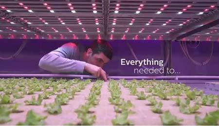 Trồng cây không cần ánh sáng Mặt trời