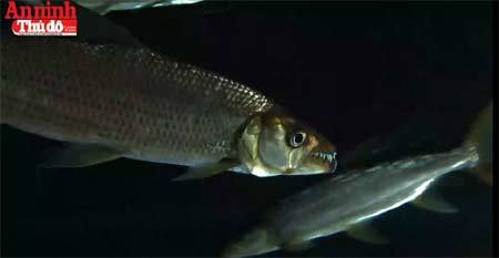 Dân chơi kinh dị Hà Nội: Nuôi thủy quái ăn thịt Congo