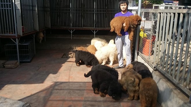 Thạc sĩ đất mỏ ở Sài Gòn sở hữu trại chó 20 tỷ