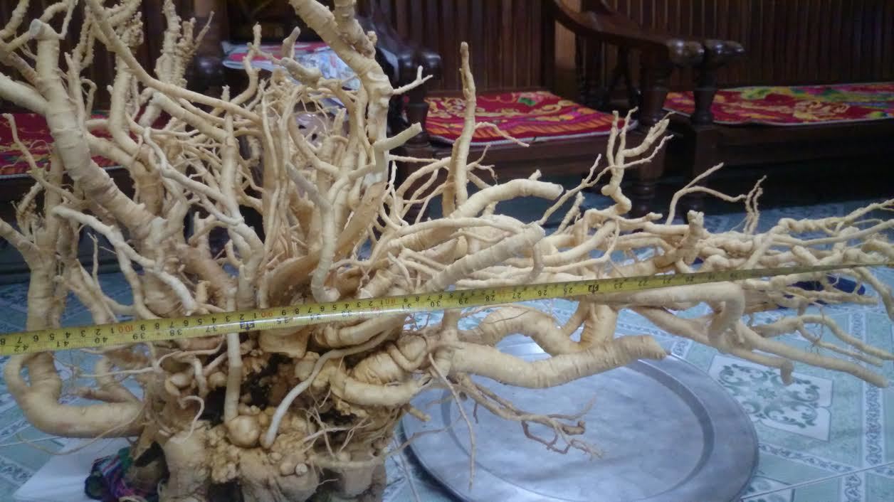 Củ đinh lăng bậc nhất Việt Nam, ngâm 300 lít rượu bồi bổ