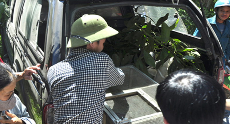 Đưa con trăn “ăn vạ” tại Hà Tĩnh ra Hà Nội