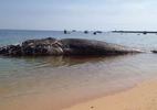 Độc đáo bộ xương cá voi dài 17m ở đảo Phú Quý
