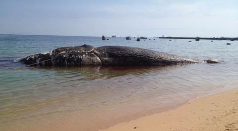 Độc đáo bộ xương cá voi dài 17m ở đảo Phú Quý