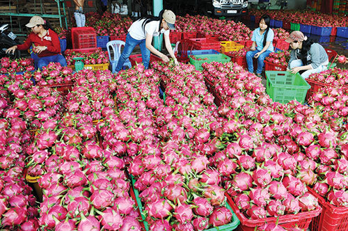 Vải thiều, thanh long, xoài... 'Cuộc đổ bộ' Việt Nam sang Âu - Mỹ