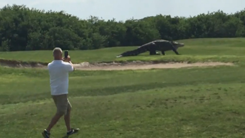 10 clip 'nóng': Cá sấu khủng bất ngờ xuất hiện trên sân golf