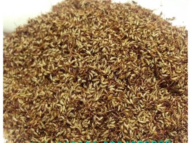Thạch rừng bí ẩn: Không cần biết tên, ăn không sợ chết