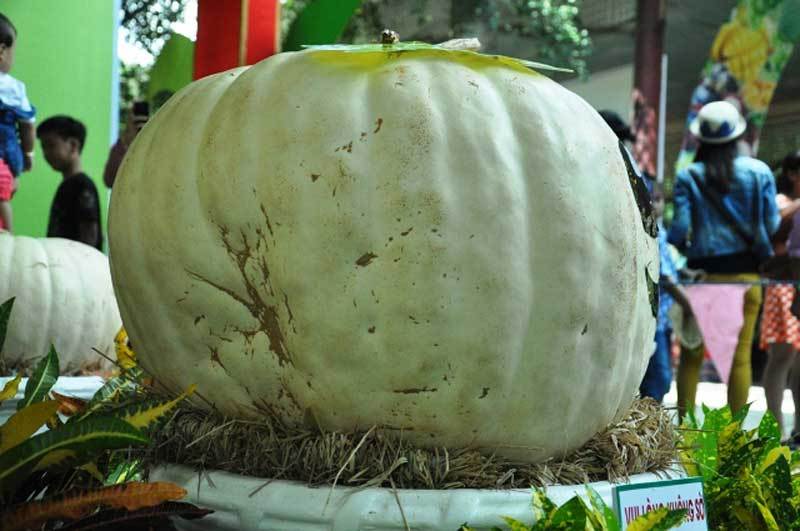 Bí ngô nặng 1 tạ cùng trái cây “khủng” hội tụ ở Sài Gòn