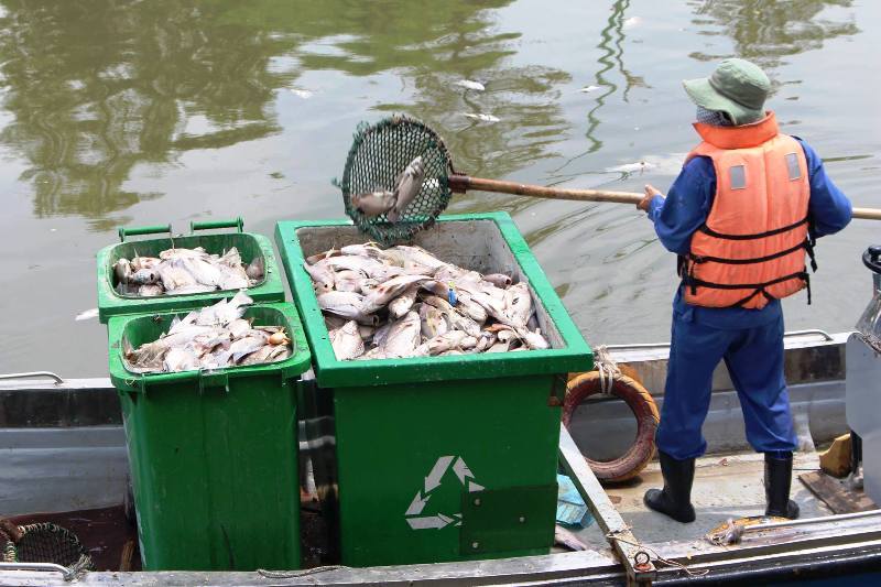 TP.HCM quyết dẹp nạn tận diệt cá trên kênh Nhiêu Lộc