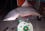 Chuyện lạ: Bắt được cá mập ở sông Vàm Cỏ
