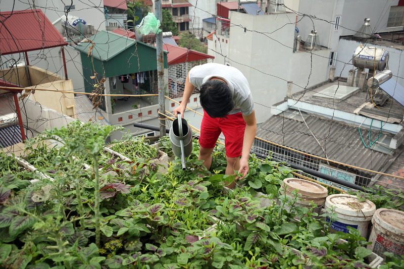 Tưới rau giữa trưa nắng: 'Ông có bị làm sao không?'