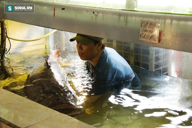 Cá mú Côn Đảo 130kg còn sống chờ đại gia xuống tiền