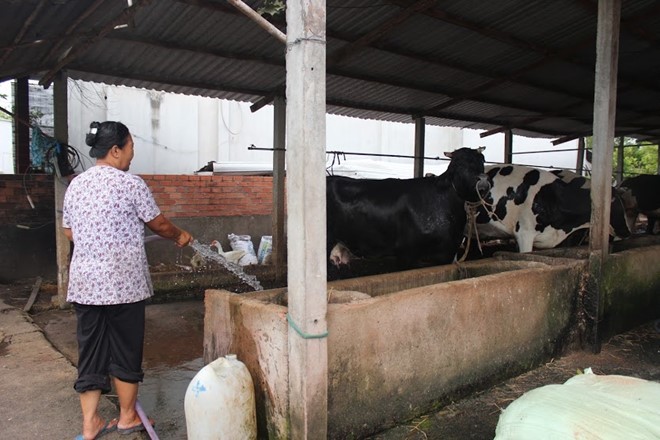 Dân nuôi bò Củ Chi gửi sữa cho người thân tắm