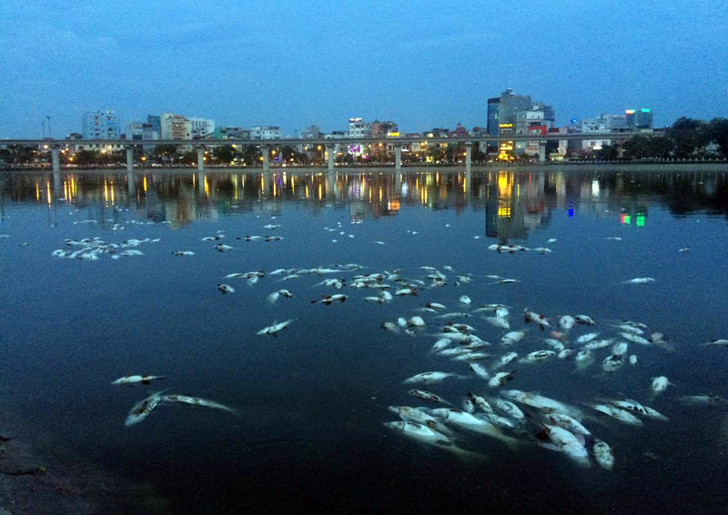 Hà Nội: Hàng chục tấn cá chết nổi trắng hồ Hoàng Cầu