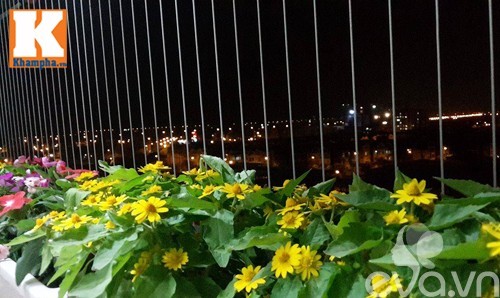 Hà Nội: Đã mắt ngắm hoa rực sắc ban công 4m²
