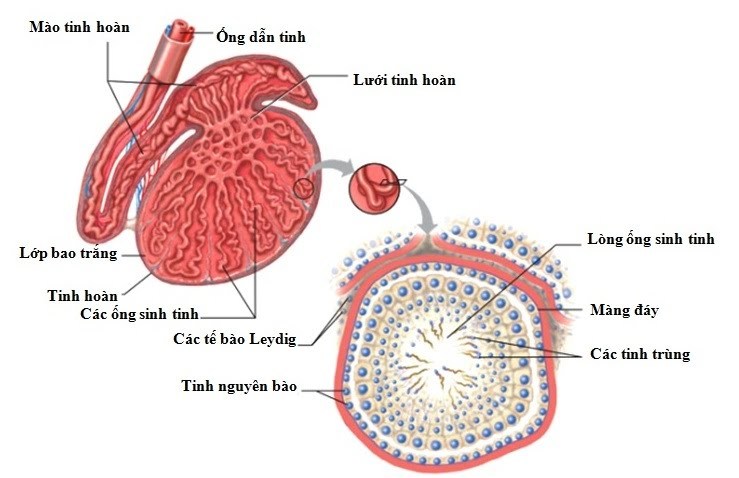 Khám phá thú vị về 'túi giống' của đàn ông