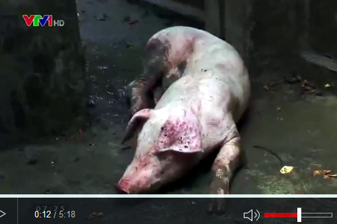 Biến lợn bệnh thành lợn mán: Lỗ hổng trong quản lý