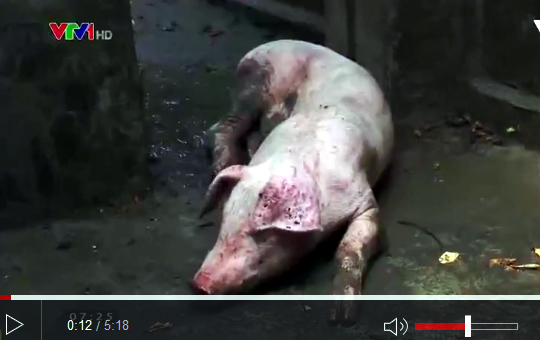 Biến lợn bệnh thành lợn mán: Lỗ hổng trong quản lý