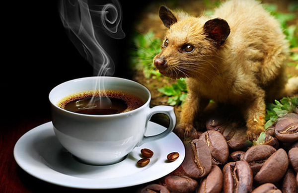 Sự thật đau đớn về ly cà phê chồn đắt đỏ