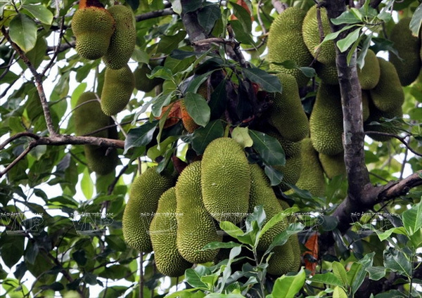 7 thiên đường trái cây cực hấp dẫn có thể đi về trong ngày từ Sài Gòn