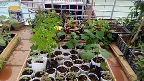 Bố 2 con mách cách trồng rau trong túi rẻ tiền, năng suất cao