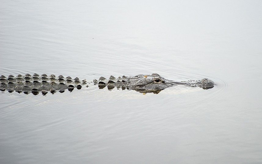 Tìm thấy thi thể bé trai bị cá sấu lôi xuống hồ