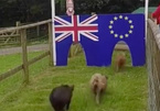 Anh ở lại EU hay không, phụ thuộc vào mấy chú lợn này?