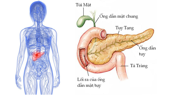 Những dấu hiệu căn bệnh đáng sợ: Ung thư tuyến tụy