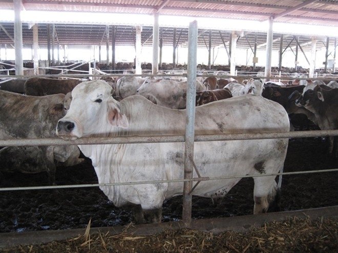 Dùng búa đập đầu giết bò, Úc cấm xuất khẩu bò sang Việt Nam