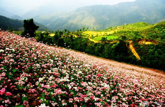 Cao nguyên đá Đồng Văn chính thức nhận danh hiệu của UNESCO