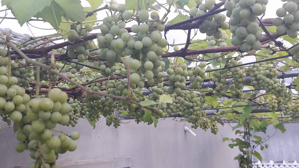 Chuyện lạ Việt Nam: Giàn nho Pháp trĩu quả trên sân thượng