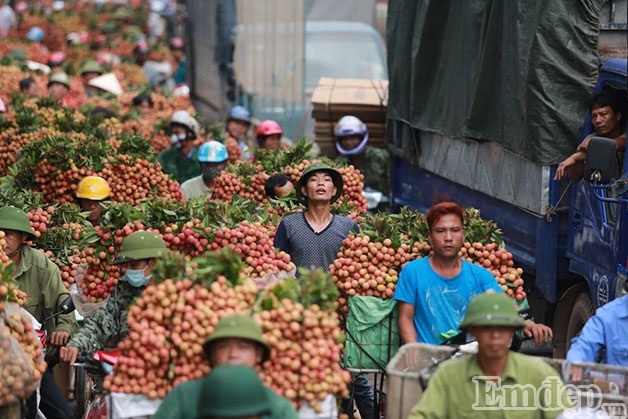 Lương 5.000 USD/ngày cũng không tuyển được người