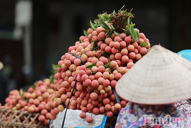'Đã mắt' ngắm mùa vải chín rộ ở Bắc Giang
