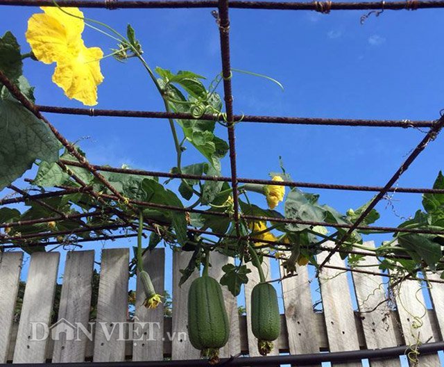 Mẹ Việt ở Úc chia sẻ “bí kíp” trồng rau, quả xanh bốn mùa