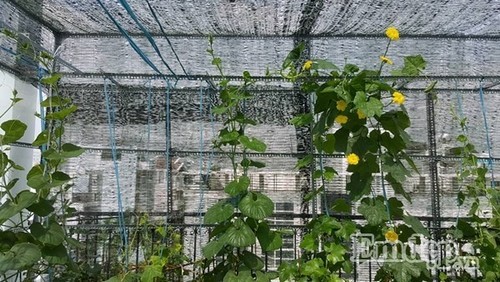 Mắc màn cho vườn rau trên sân thượng 16m2 tươi tốt quanh năm