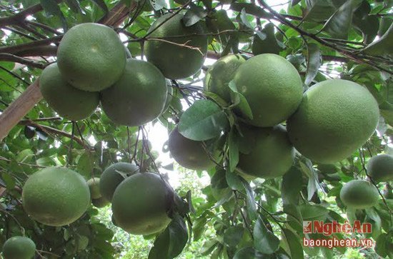 Cây bưởi 300 quả nổi tiếng xứ Nghệ