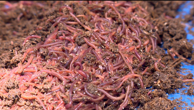 Vua trùn quế đất thép Củ Chi